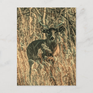 Carte Postale extérieur sauvage Camouflage cerf blanc