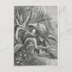 Carte Postale Extraction du pulque