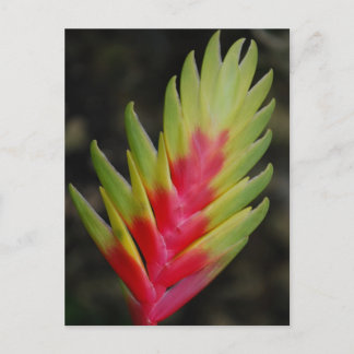 Carte Postale Extraordinaire plante exotique tropical