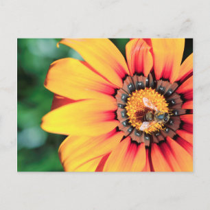 Carte Postale Extrême Gros Plan D'une Abeille Collectant Du Poll