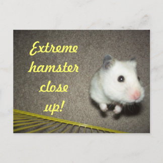 Carte postale Extreme Hamster