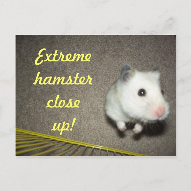 Carte postale Extreme Hamster (Devant)
