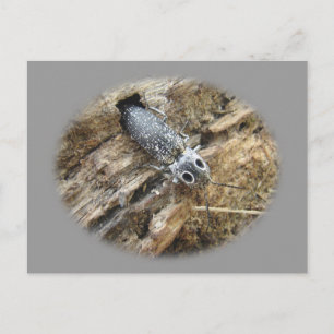 Carte Postale Eyed Elater Click Beetle - Alaus oculatus