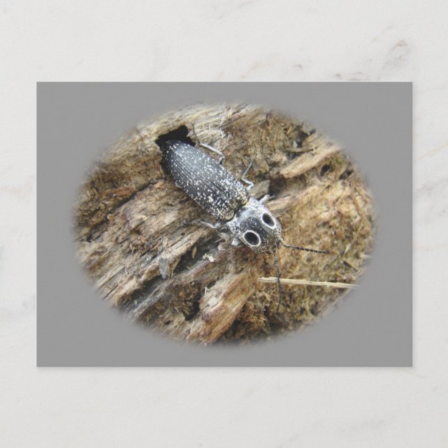 Carte Postale Eyed Elater Click Beetle - Alaus oculatus (Devant)