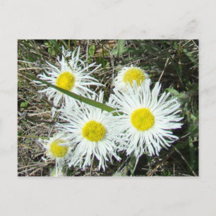 Carte Postale F10 Fleurs sauvages blanches Erigeron caespitosum