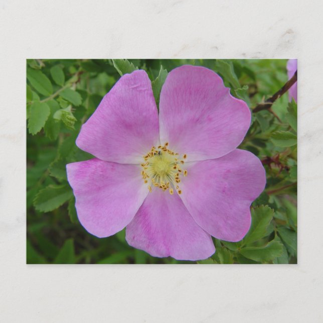 Carte Postale F11 Rose sauvage des Prairies "Rosa arkansana" (Devant)