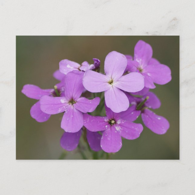 Carte Postale F19 Fleurs sauvages violettes Dame's Rocket (Devant)