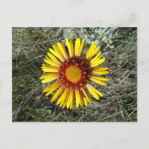 Carte Postale F1 Gaillardia fleur sauvage jaune