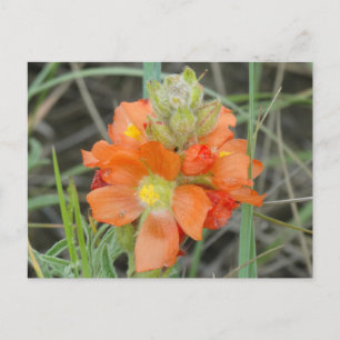 Carte Postale F40 Fleurs sauvages orange Malope écarlate