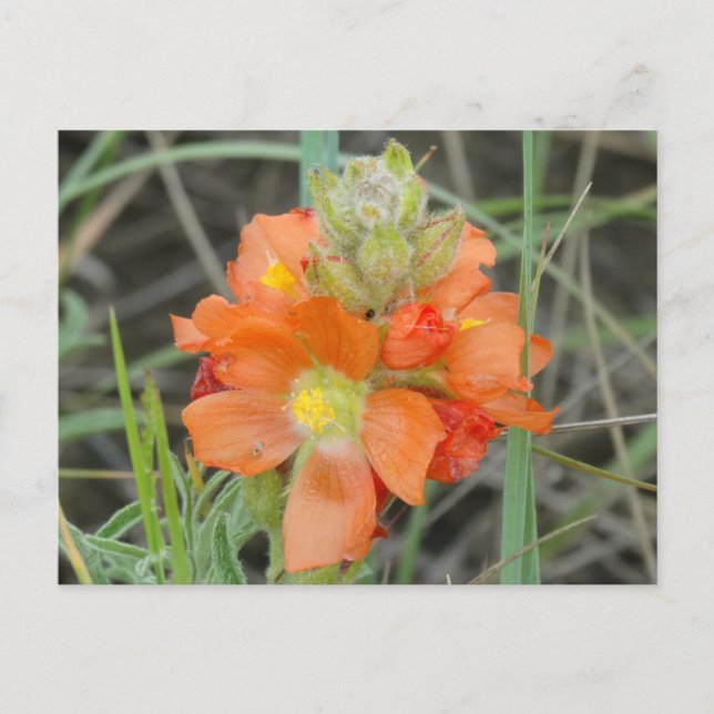 Carte Postale F40 Fleurs sauvages orange Malope écarlate (Devant)