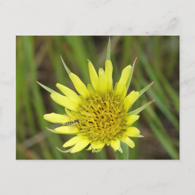 Carte Postale F41 Jaune Tragopogon douteux (Devant)