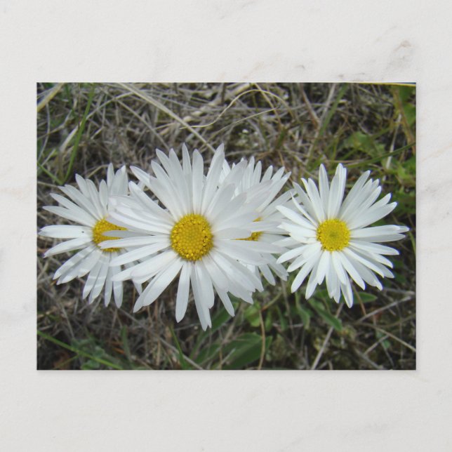 Carte Postale F42 Fleurs Sauvages Blanches Asters Lisses (Devant)