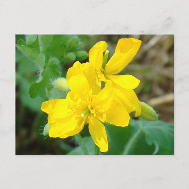 Carte Postale F44 Fleurs sauvages jaunes Moutarde sauvage (Devant)