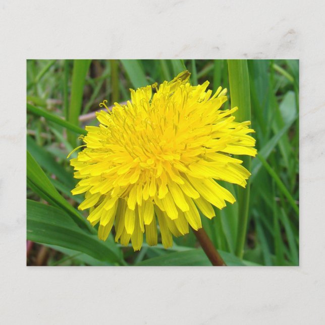 Carte Postale F45 Dandelion "Taraxacum officinale" (Devant)