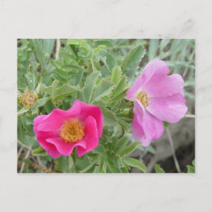 Carte Postale F4 Roses sauvages d'Alberta
