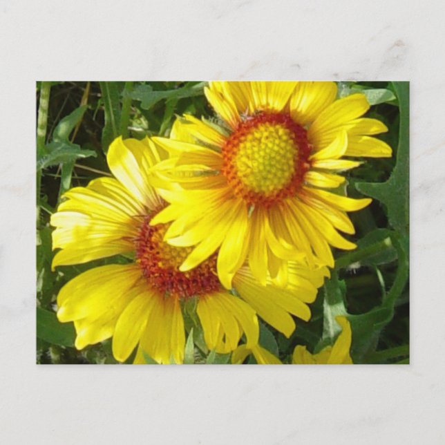 Carte Postale F6 Fleurs sauvages jaunes Gaillardia (Devant)