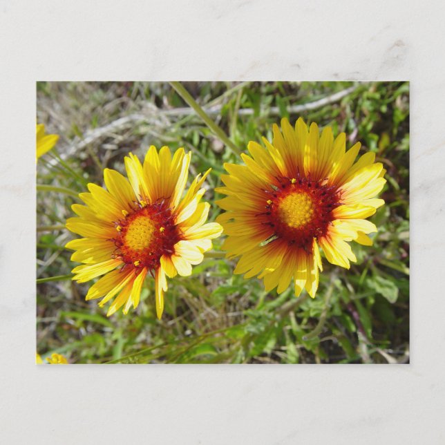 Carte Postale F8 Gaillardia fleur sauvage jaune (Devant)