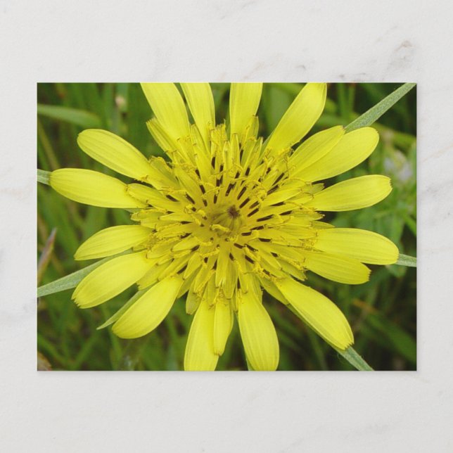 Carte Postale F9 Fleur sauvage jaune barbe-de-bouc (Devant)