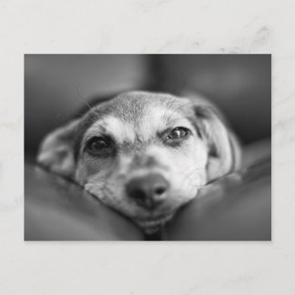 Carte Postale Face à face