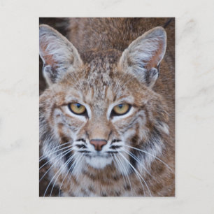 Carte Postale Face Bobcat