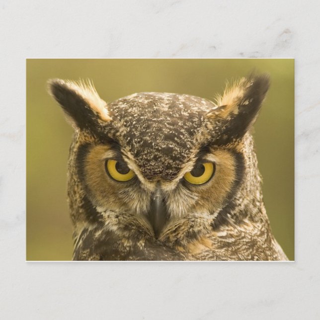 Carte Postale Face de hibou (Devant)