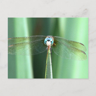 Carte Postale Face de libellule vers le haut