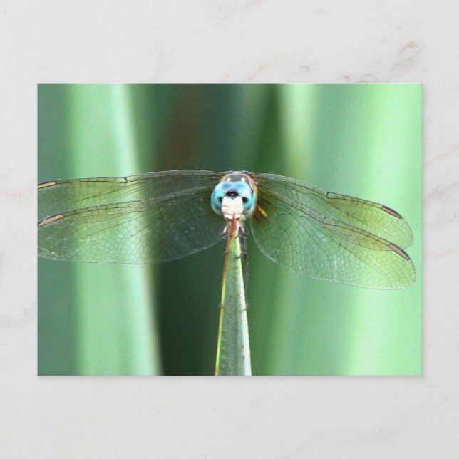 Carte Postale Face de libellule vers le haut (Devant)