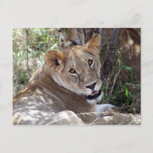 Carte Postale face de lion