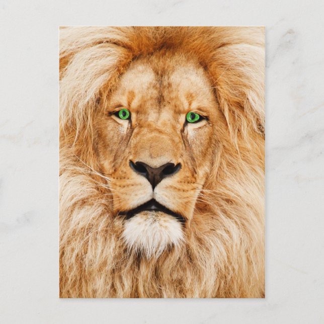 Carte Postale Face des Lions aux yeux verts (Devant)