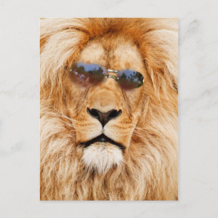 Carte Postale Face des Lions cool