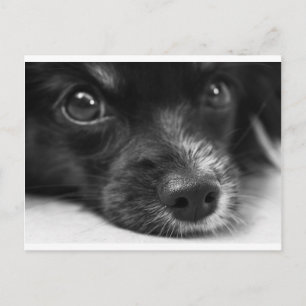 Carte Postale face papillon