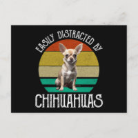 Facilement Distrait Par Les Chihuahuas