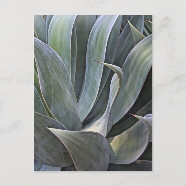 Carte Postale Faded Succulant Details, 2017 (Devant)