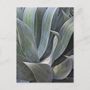 Carte Postale Faded Succulant Details, 2017