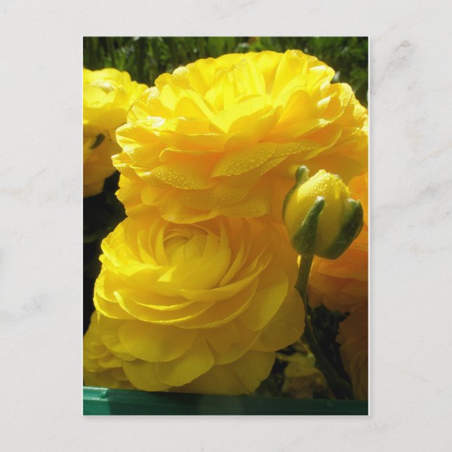 Carte Postale Faire mien jaune (Devant)