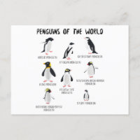 8 Rares pingouins du monde - Animaux amusants