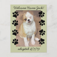 Adoption d'animaux de compagnie Enregistrer la dat