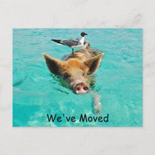 Carte Postale Faire-part Adresse de porc de natation nouvelle
