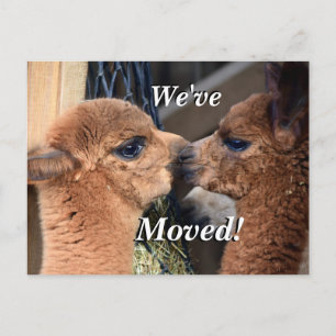 Carte Postale Faire-part Alpaca couple Nous avons déplacé une nouvelle adre