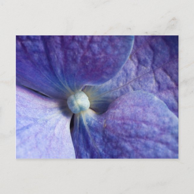 Carte Postale Faire-part Annonce de mariage et d'événement d'hortensia pour (Devant)