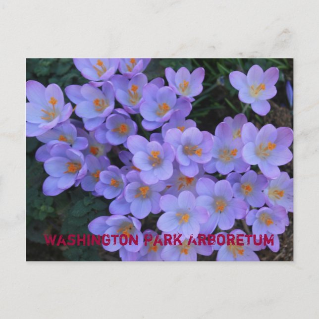 Carte Postale Faire-part Arboretum du Washington Park (Devant)