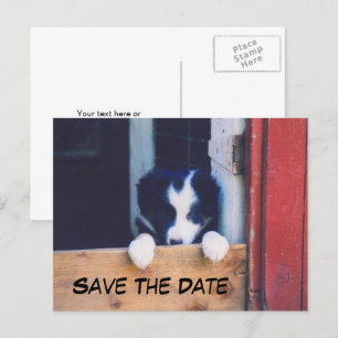 Carte Postale Faire-part Border Collie Chien Save The Date