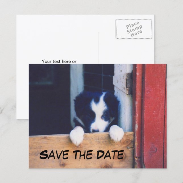 Carte Postale Faire-part Border Collie Chien Save The Date (Devant / Derrière)