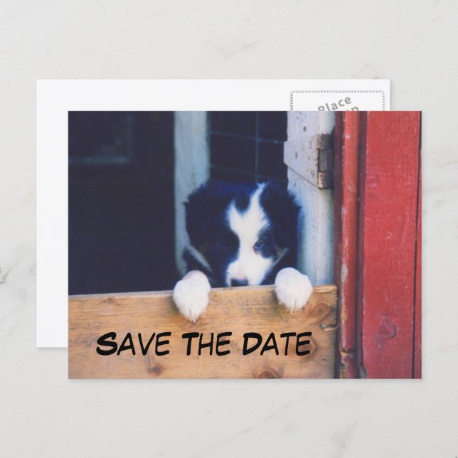 Carte Postale Faire-part Border Collie Dog Save The Date (Devant / Derrière)