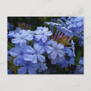 Carte Postale Faire-part Bouquet de Plumbago