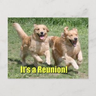 Carte Postale Faire-part C'est une réunion de Golden Retriever