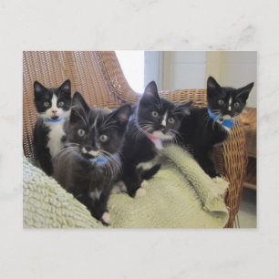 Carte Postale Faire-part Chatons noirs et blancs 2014