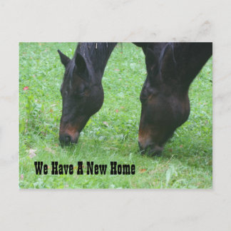 Carte Postale Faire-part Chevaux pâturant Nouvelle adresse Nature
