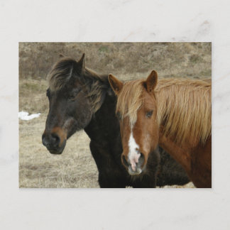 Carte Postale Faire-part Chevaux sauvages sur l'île d'Unalaska