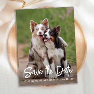 Carte Postale Faire-part Chien Mariage Personnalisé Animaux de Compagnie Ph